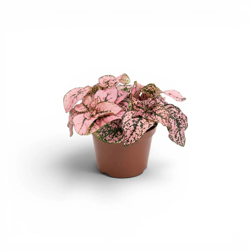 Pink Hypoestes phyllostachya baby plant in a nursery pot.