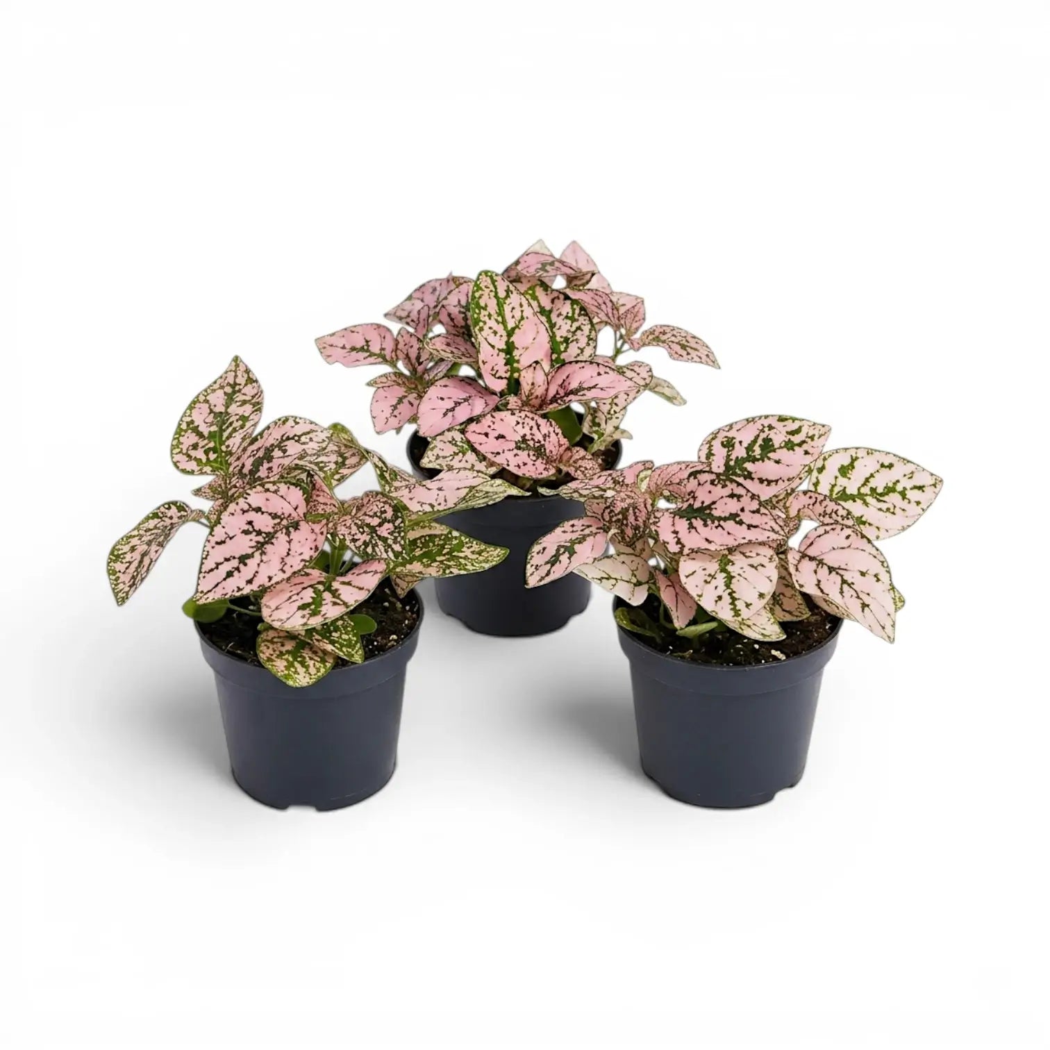 Rosafarbene Hypoestes phyllostachya Baby-Pflanze im Kulturtopf.