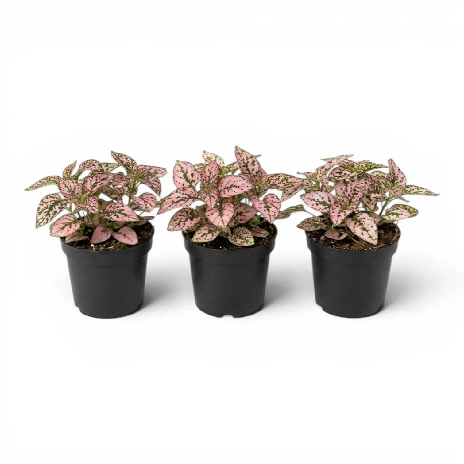 Rosafarbene Hypoestes phyllostachya Baby-Pflanze im Kulturtopf.