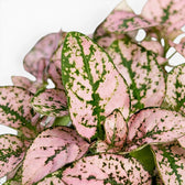 Nahaufnahme der rosafarbenen Blätter von Hypoestes phyllostachya.