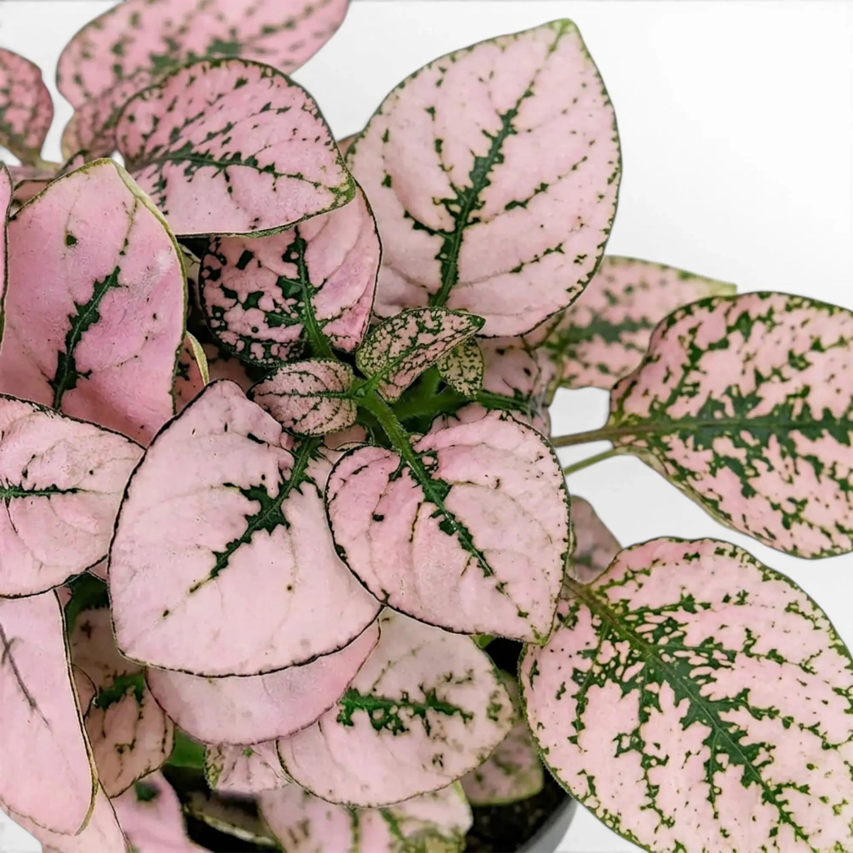 Nahaufnahme der rosafarbenen Blätter von Hypoestes phyllostachya.