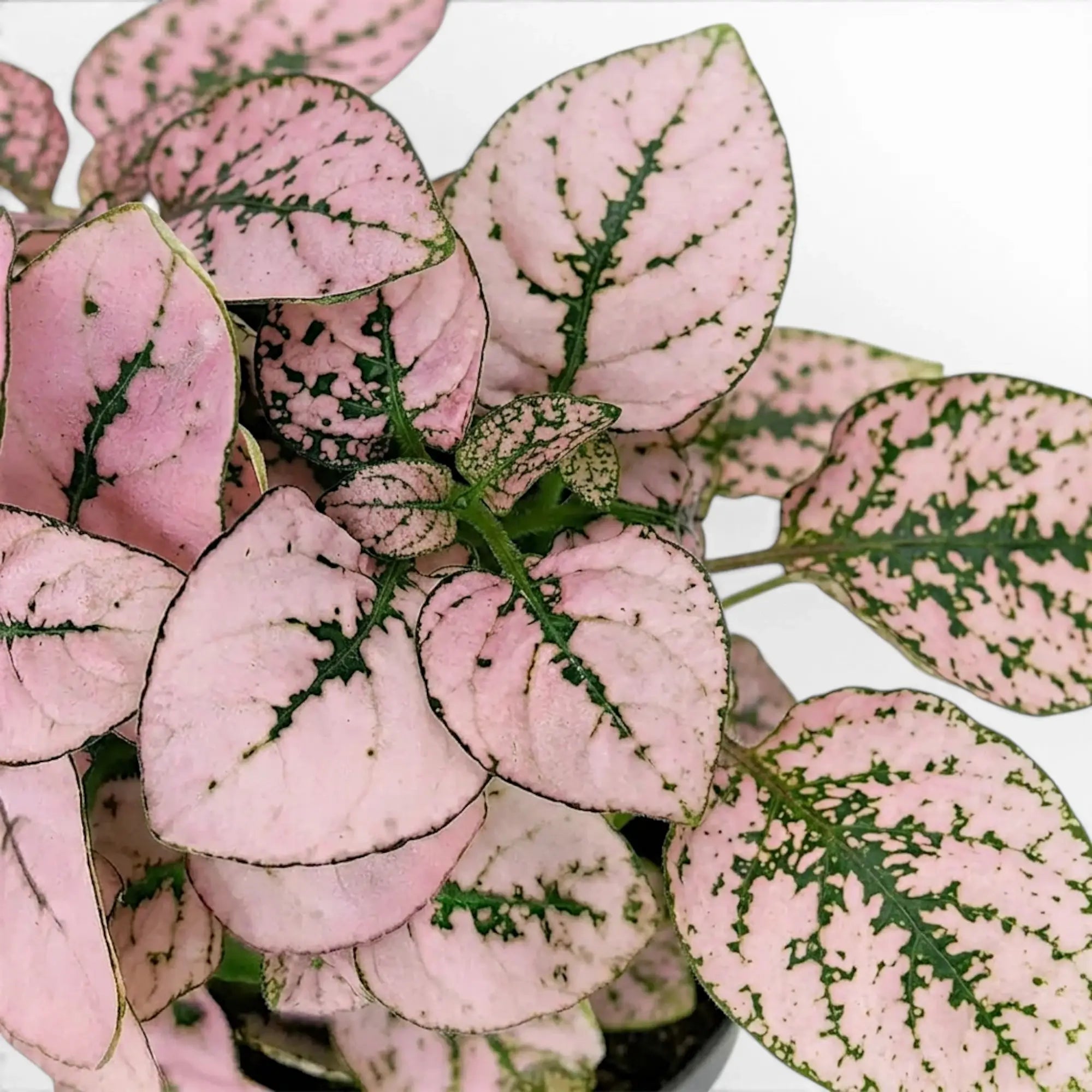 Nahaufnahme der rosafarbenen Blätter von Hypoestes phyllostachya.