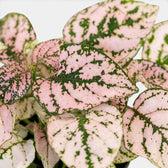 Nahaufnahme der rosafarbenen Blätter von Hypoestes phyllostachya.
