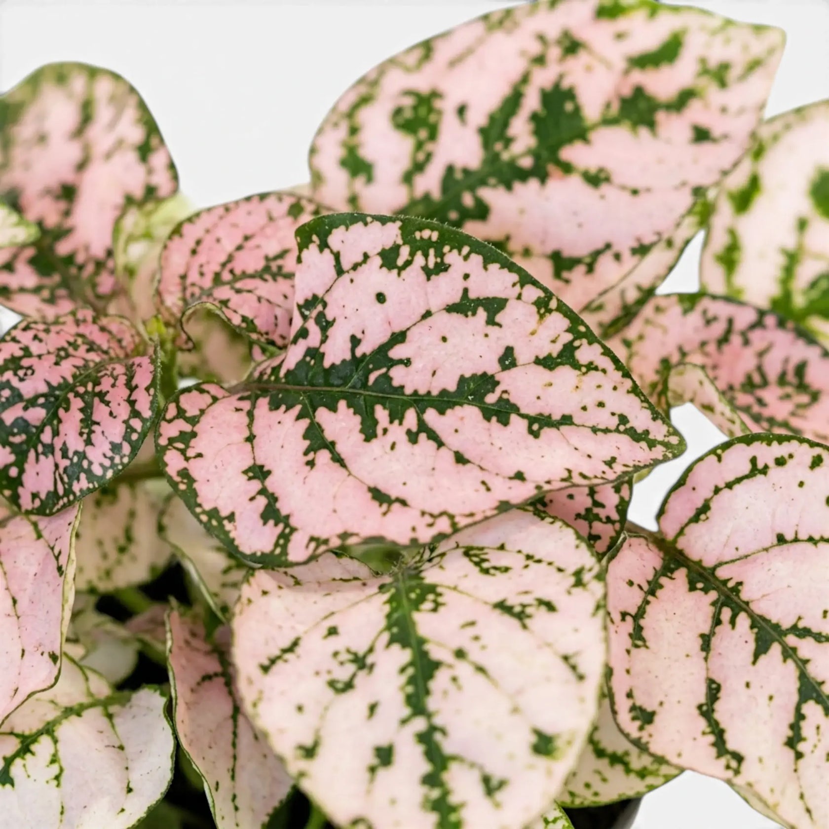 Nahaufnahme der rosafarbenen Blätter von Hypoestes phyllostachya.