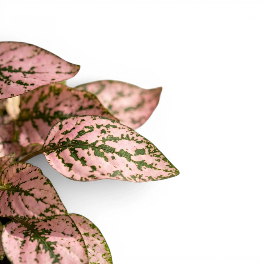 Close-up of pink Hypoestes phyllostachya leaves.