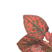 Hypoestes phyllostachya 'Red' potted plant in nursery pot on white background.