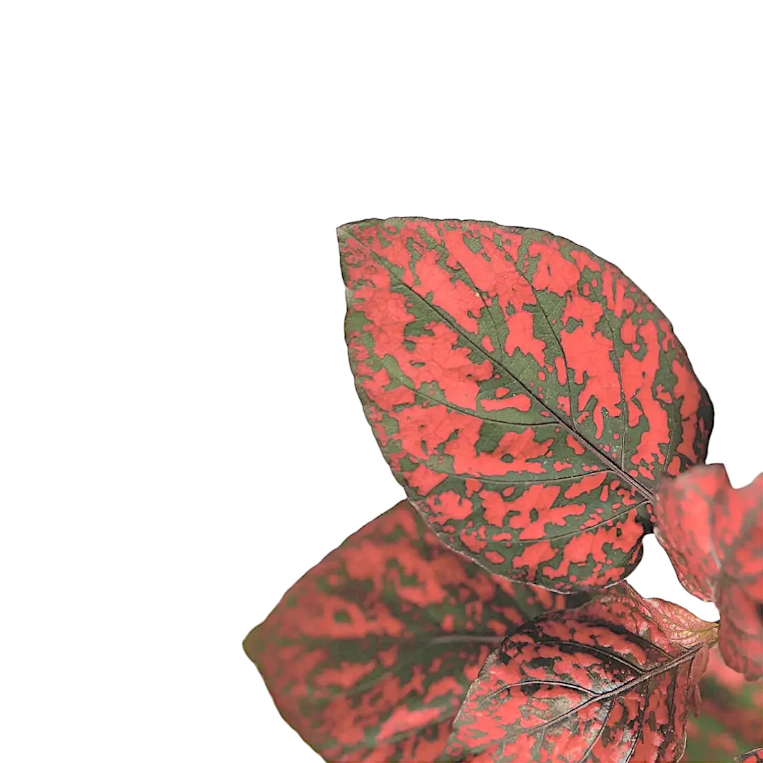 Hypoestes phyllostachya 'Red' potted plant in nursery pot on white background.