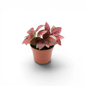 Rote Hypoestes phyllostachya Baby-Pflanze im Kulturtopf.