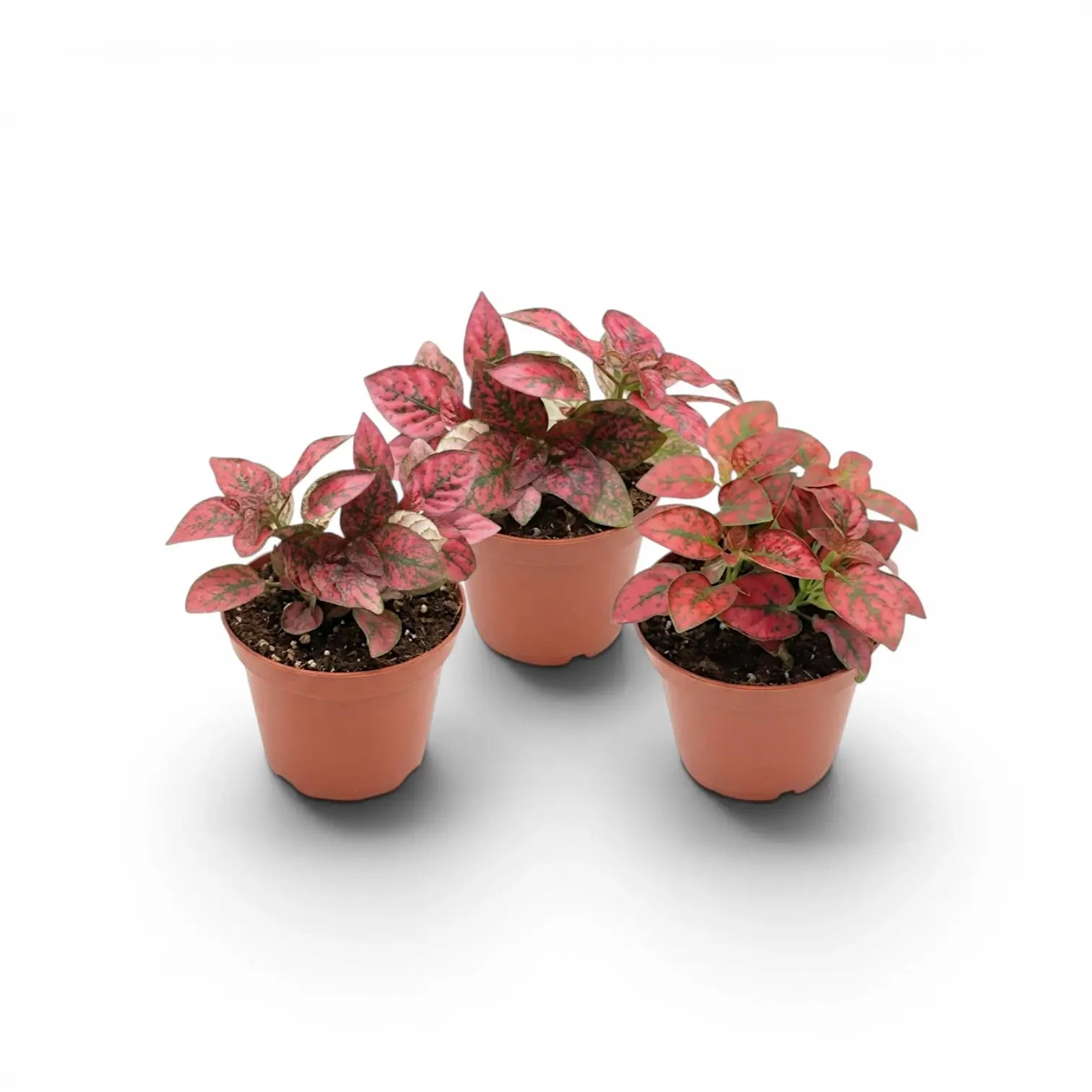 Rote Hypoestes phyllostachya Baby-Pflanze im Kulturtopf.