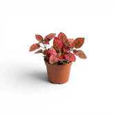 Rote Hypoestes phyllostachya Baby-Pflanze im Kulturtopf.