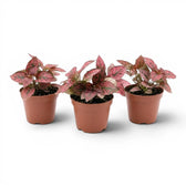 Rote Hypoestes phyllostachya Baby-Pflanze im Kulturtopf.