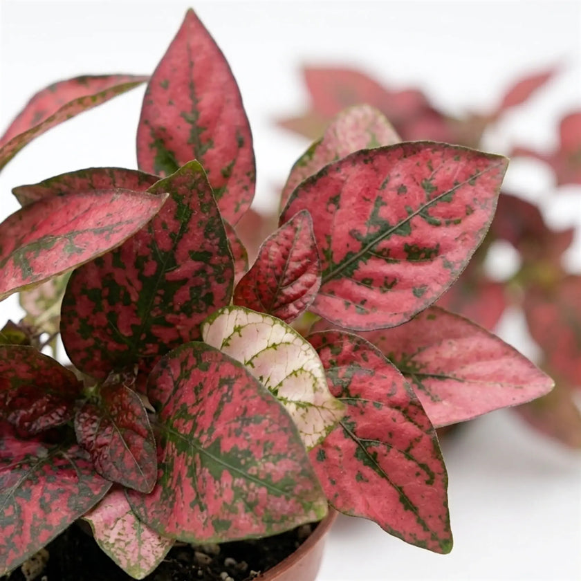 Close-up of red Hypoestes phyllostachya leaves.