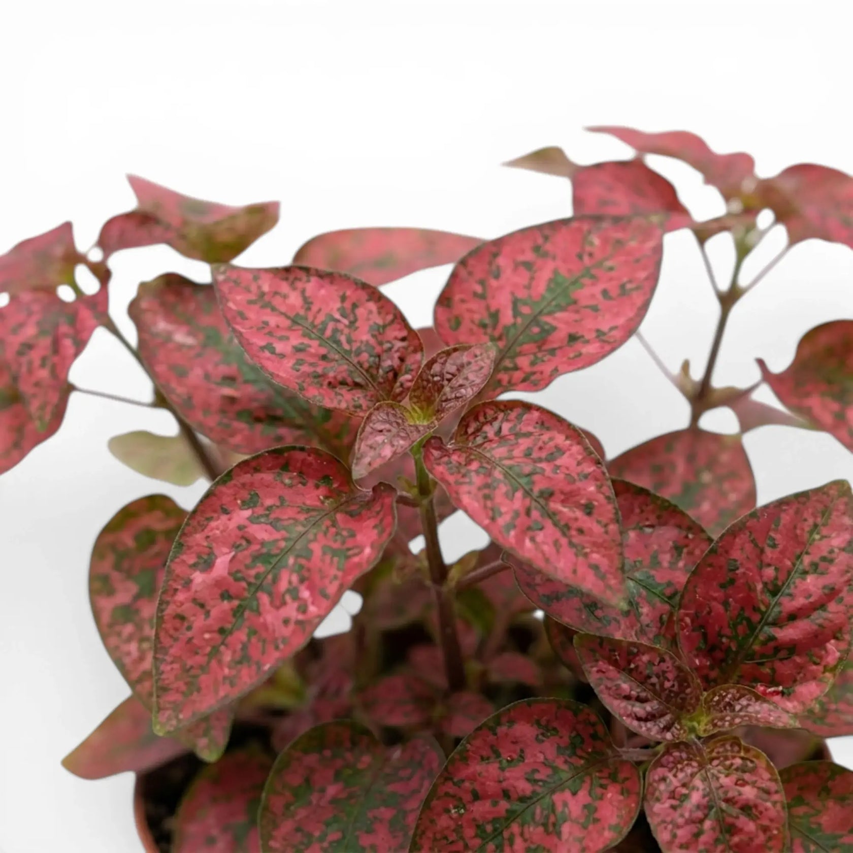 Nahaufnahme der roten Blätter von Hypoestes phyllostachya.