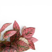 Nahaufnahme der roten Blätter von Hypoestes phyllostachya.