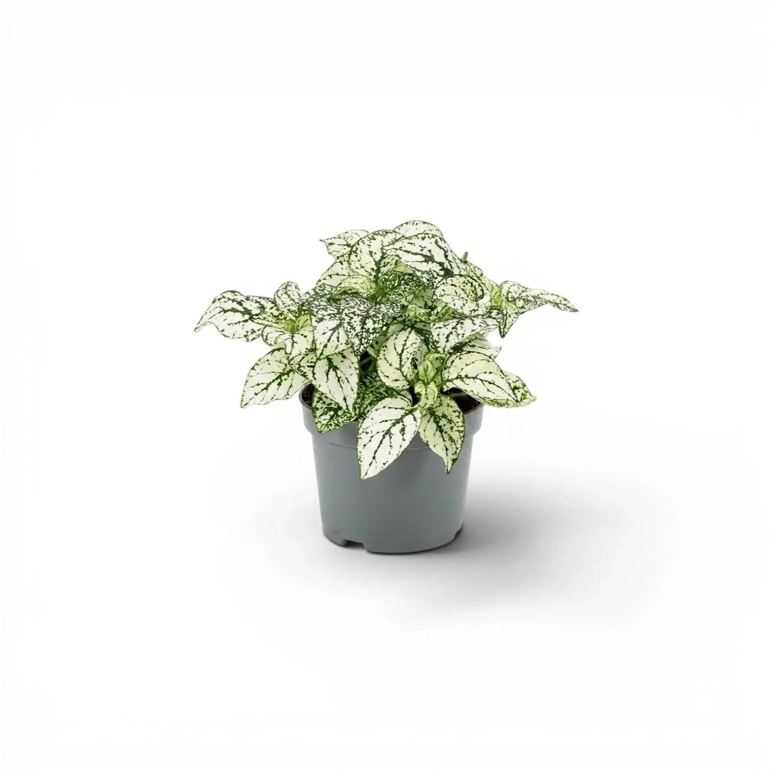 Weiße Hypoestes phyllostachya Baby-Pflanze im Kulturtopf.