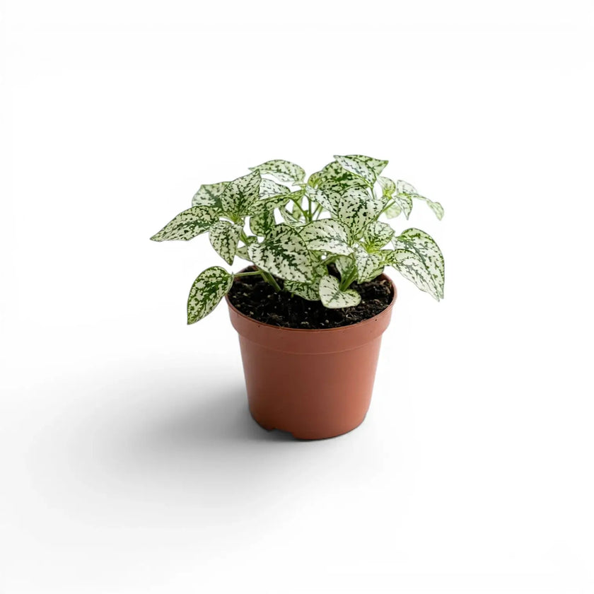 White Hypoestes phyllostachya baby plant in a nursery pot.