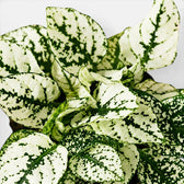 Nahaufnahme der weißen Blätter von Hypoestes phyllostachya.