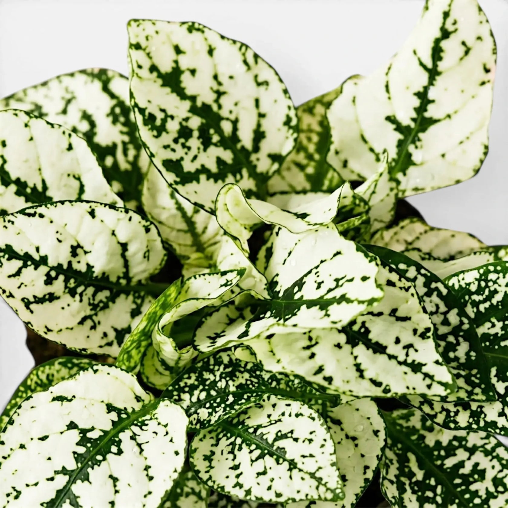 Nahaufnahme der weißen Blätter von Hypoestes phyllostachya.