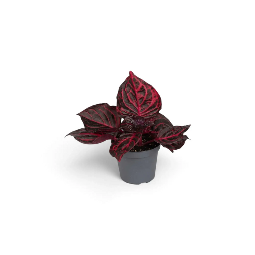 Baby Iresine ‘Rich Redstar’ showing compact burgundy foliage and red-purple stems