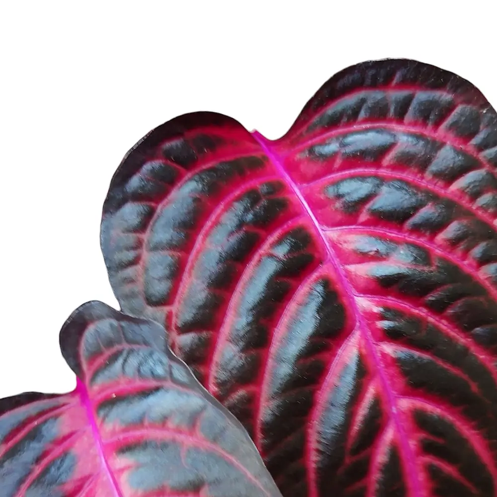 Nahaufnahme von Iresine diffusa f. herbstii 'Rich Redstar' ('Bloodleaf') vor weißem Hintergrund.