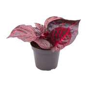 Iresine diffusa f. herbstii 'Rich Redstar' ('Bloodleaf') – Topfpflanze im Kulturtopf vor weißem Hintergrund, Produktfoto 3.