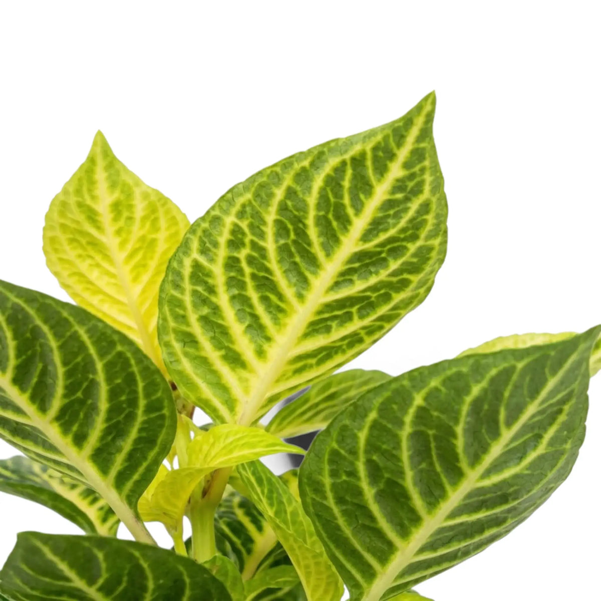 Iresine diffusa f. herbstii 'Rich Goldstar' | Foliage Factory