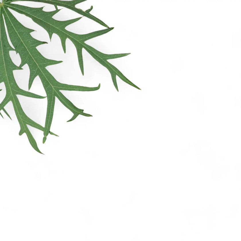 Jatropha multifida leaf detail on white background.