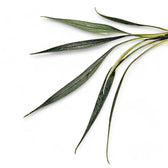 Josefia intricata Zimmerpflanze im Anzuchttopf vor weißem Hintergrund, Produktfoto 2.