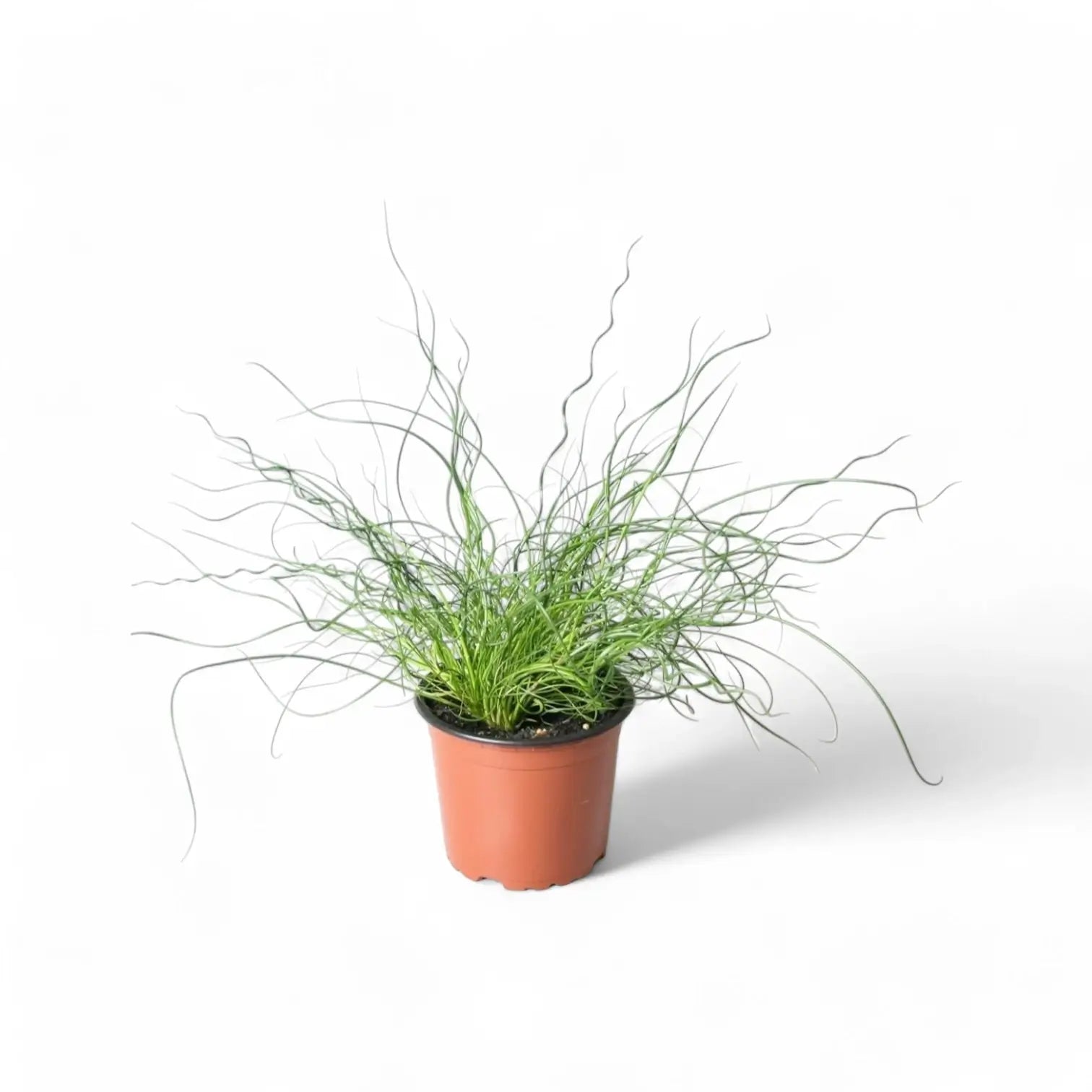 Juncus effusus 'Spiralis' ('Liebeslocken') – Topfpflanze im Kulturtopf vor weißem Hintergrund, Produktfoto 2.