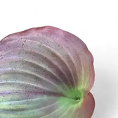 Kaempferia aff. pulchra 'Red leaves' – Blattdetail vor weißem Hintergrund..