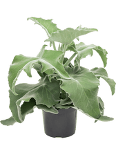 Kalanchoe beharensis potted plant in nursery pot on white background.