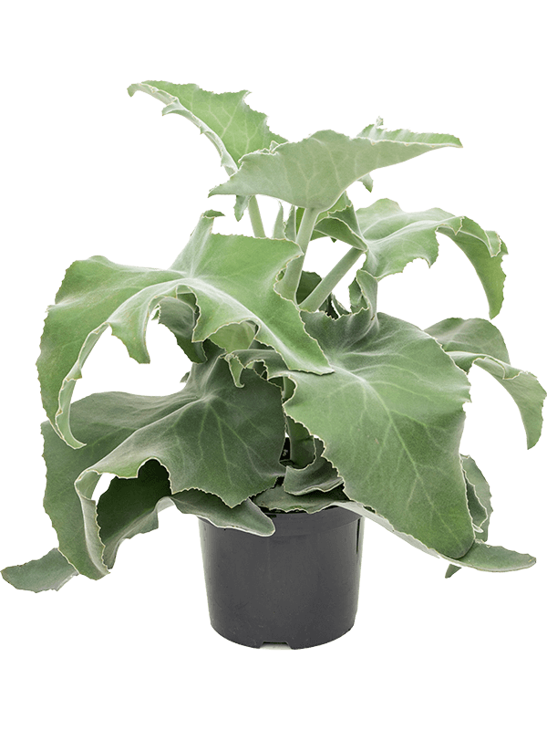 Kalanchoe beharensis potted plant in nursery pot on white background.