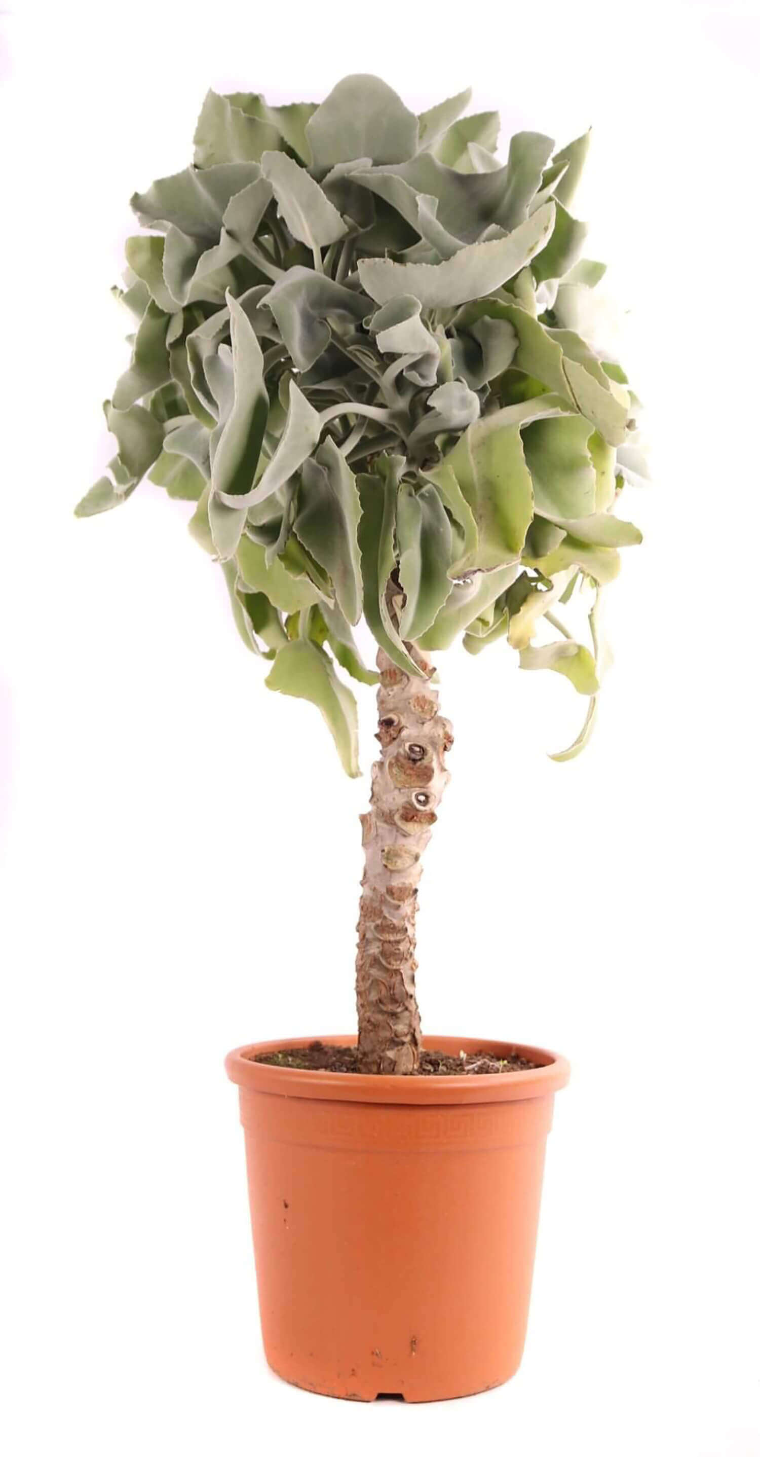 Kalanchoe beharensis potted plant in nursery pot on white background.