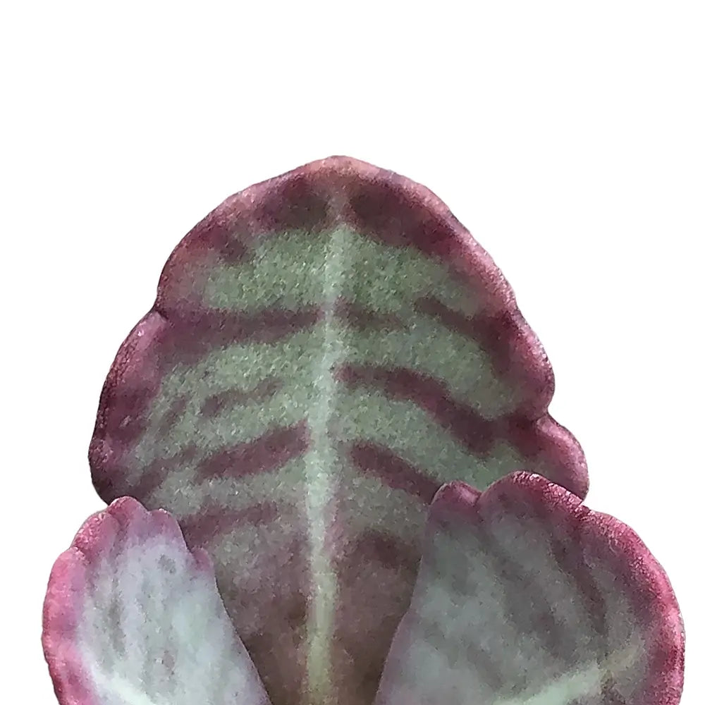 Kalanchoe humilis leaf close-up on white background.