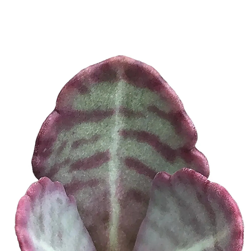 Kalanchoe humilis leaf close-up on white background.