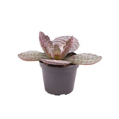 Kalanchoe humilis potted plant in nursery pot on white background.