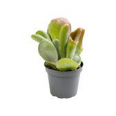 Kalanchoe luciae 'Lady fingers' aka 'Oricula' potted plant in nursery pot on white background.