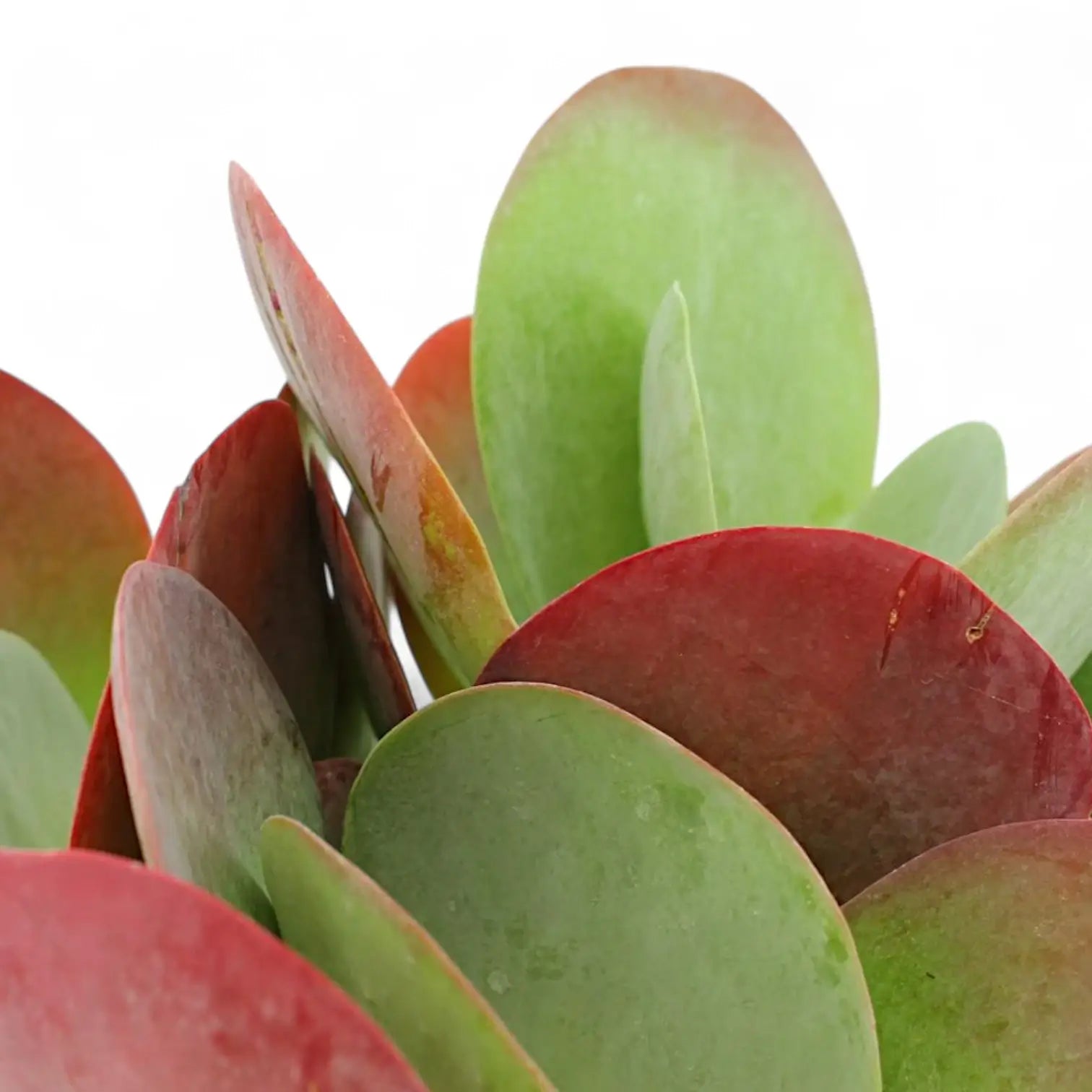 Nahaufnahme eines Blatts von Kalanchoe thyrsiflora vor weißem Hintergrund.