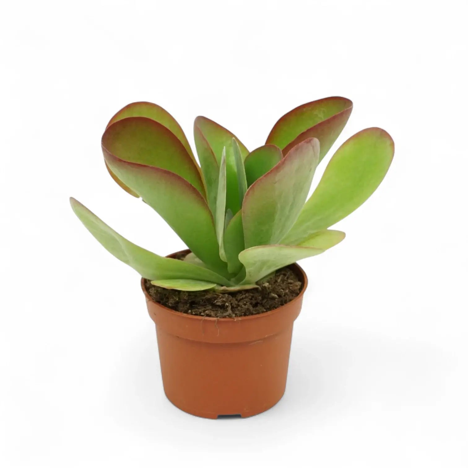 Kalanchoe thyrsiflora – Topfpflanze im Kulturtopf vor weißem Hintergrund, Produktfoto 3.