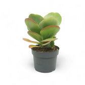 Kalanchoe thyrsiflora – Topfpflanze im Kulturtopf vor weißem Hintergrund, Produktfoto 4.