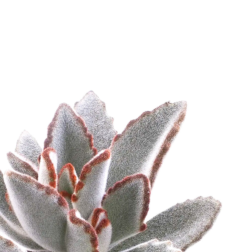 Kalanchoe tomentosa close-up of leaf on white background.