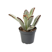 Kalanchoe tomentosa potted plant in nursery pot on white background.