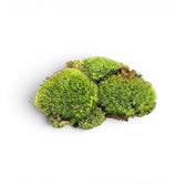Three green cushion moss balls on a white background
