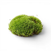 Round piece of green cushion moss on a white background