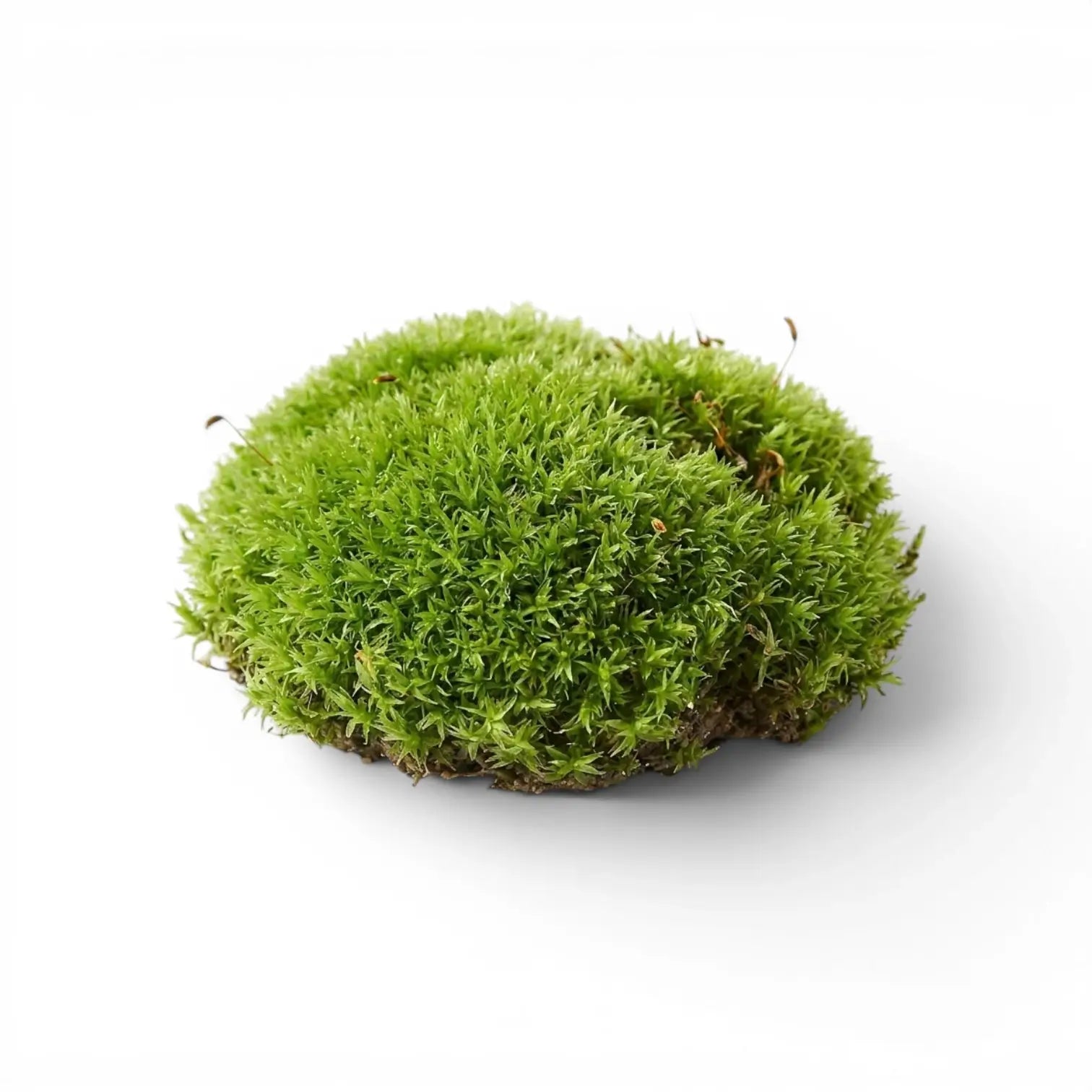 Round piece of green cushion moss on a white background