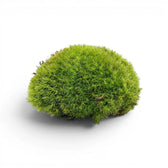 Round green cushion moss ball on a white background