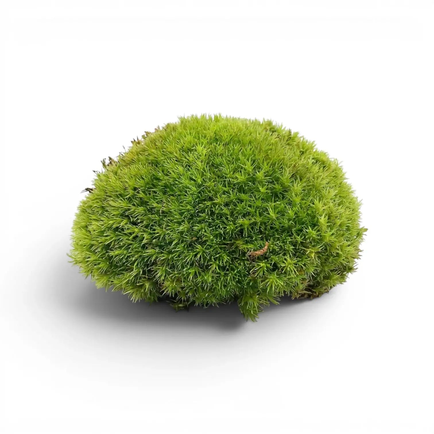 Round green cushion moss ball on a white background