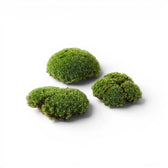 Three pieces of green cushion moss on a white background