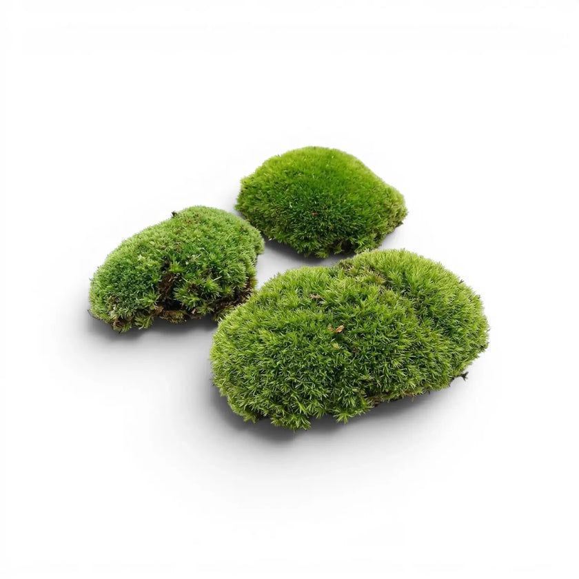 Three green cushion moss balls on a white background