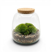 Glass jar with cork lid containing cushion moss and pebbles on a white background